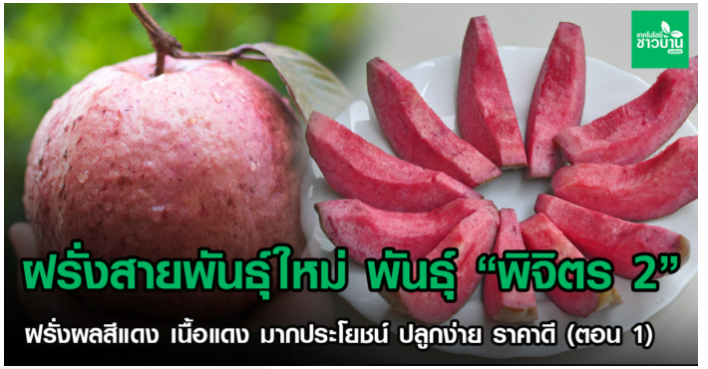 ฝรั่งสายพันธุ์ใหม่