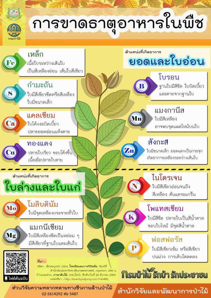 การขาดธาตุอาหารในพืชสังเกตุได้อย่างไร