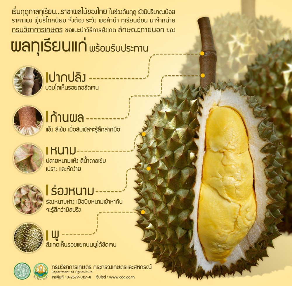 วิธีสังเกต ทุเรียนแก่พร้อมรับประทาน