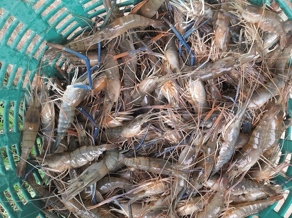 กุ้งก้ามกรามสัตว์น้ำเศรษฐกิจสำคัญจังหวัดกาฬสินธุ์