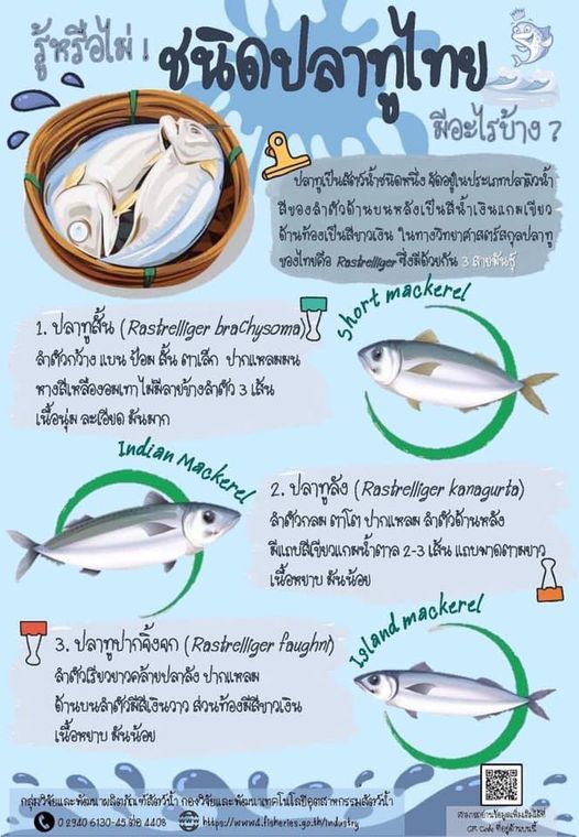 รู้หรือไม่ ชนิดปลาทูไทย มีอะไรบ้าง