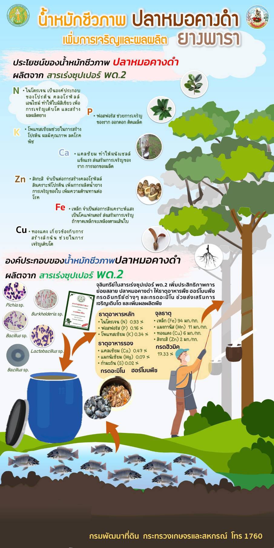 น้ำหมักชีวภาพปลาหมอคางดำเพิ่มการเจริญและผลผลิตยางพารา