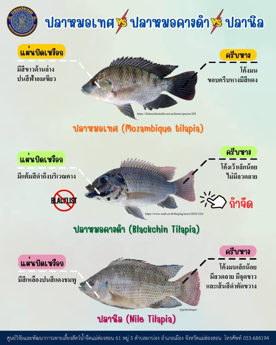 ความแตกต่างระหว่างปลาหมอเทศ ปลาหมอคางดำ และปลานิล