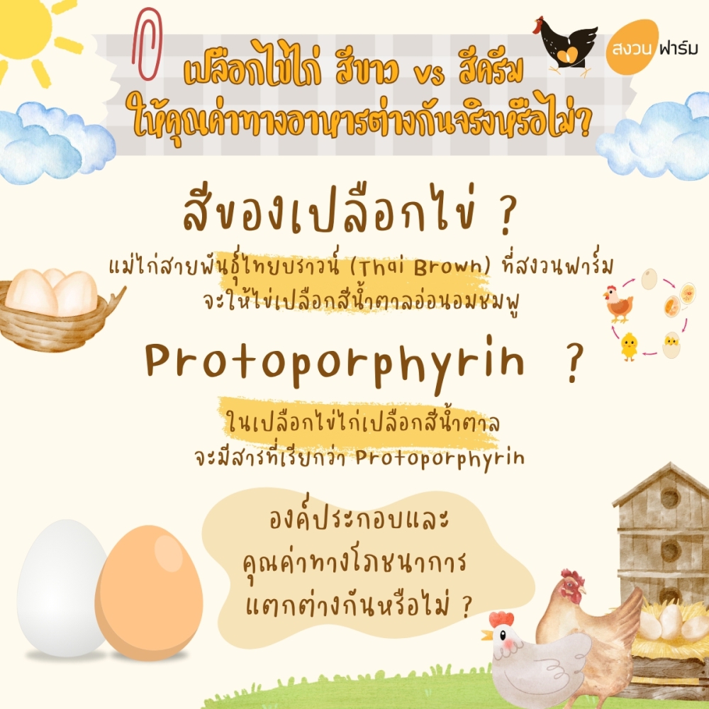 สีของเปลือกไข่ไก่ที่ต่างกัน