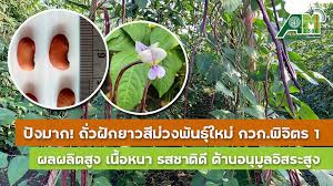 ถั่วฝักยาวสีม่วงพันธุ์ใหม่สำหรับสายสุขภาพ