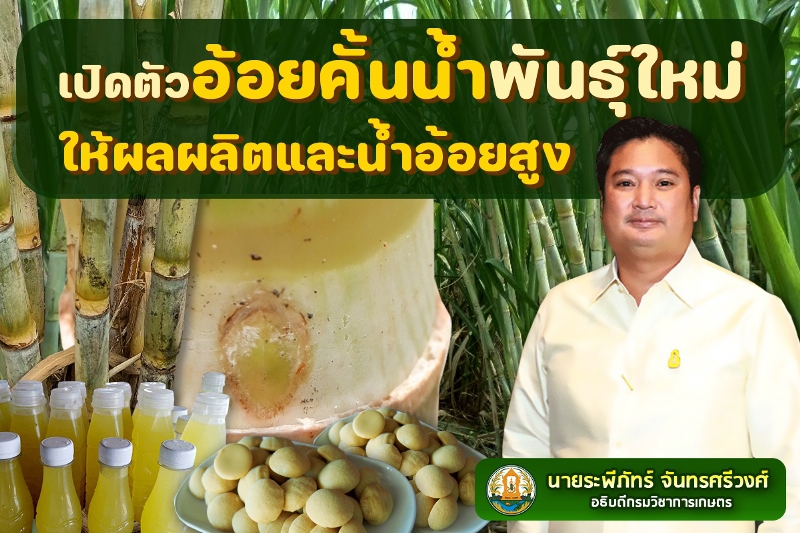 มารู้จัก สุดยอดอ้อยคั้นน้ำพันธุ์ “กวก. สุพรรณบุรี 1”