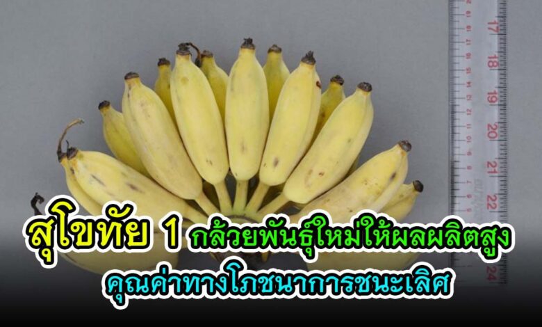 กล้วย“สุโขทัย1”กล้วยให้ผลผลิตสูง