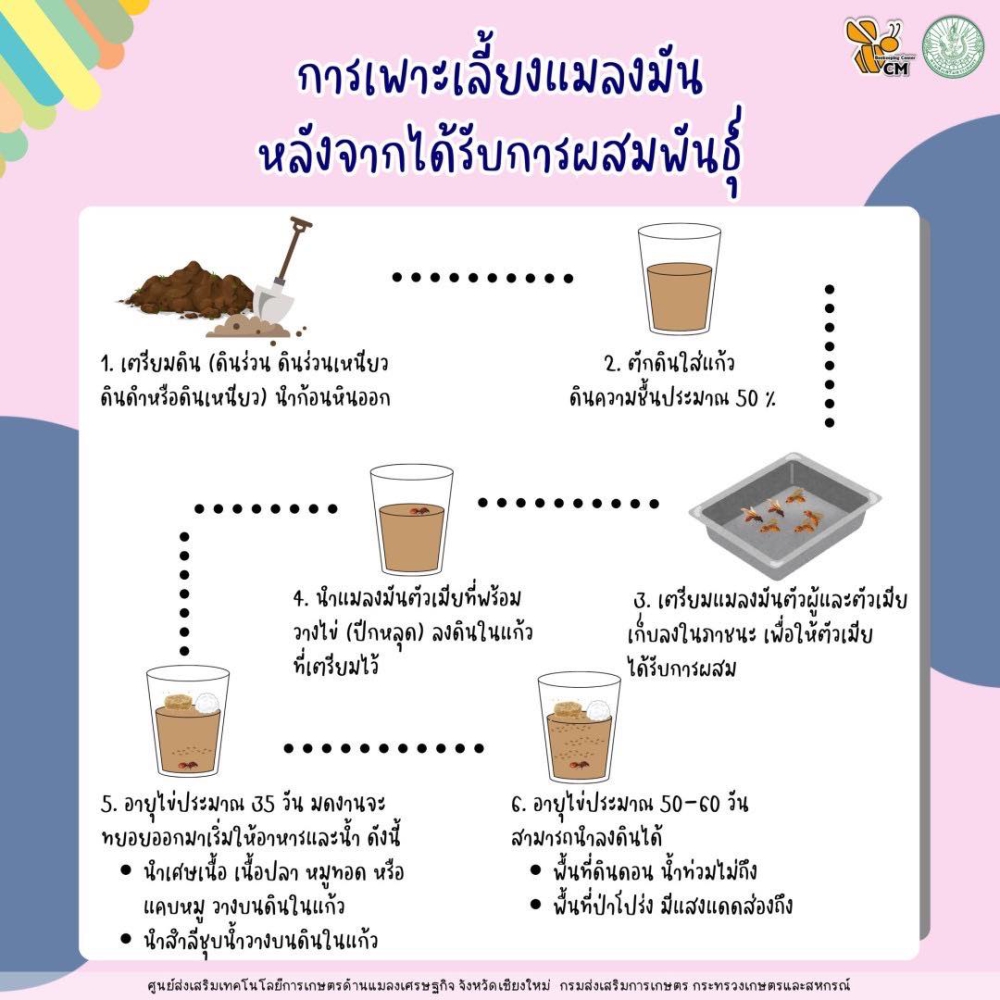 การเลี้ยงแมลงมัน