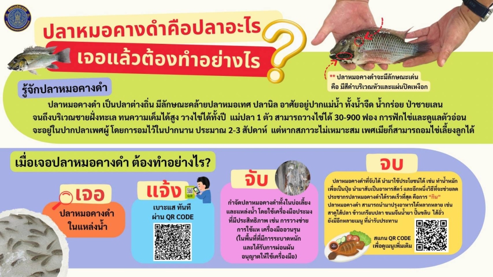 ปลาหมอคางดำคือปลาอะไร? เจอแล้วต้องทำอย่างไร?