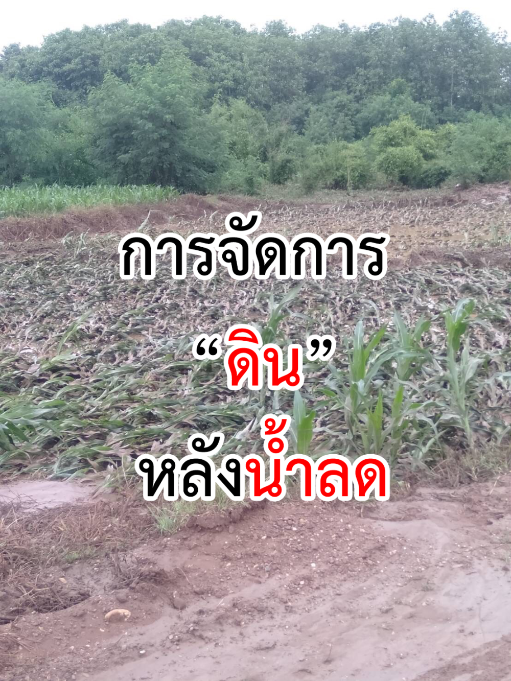 การจัดการดินหลังน้ำลด