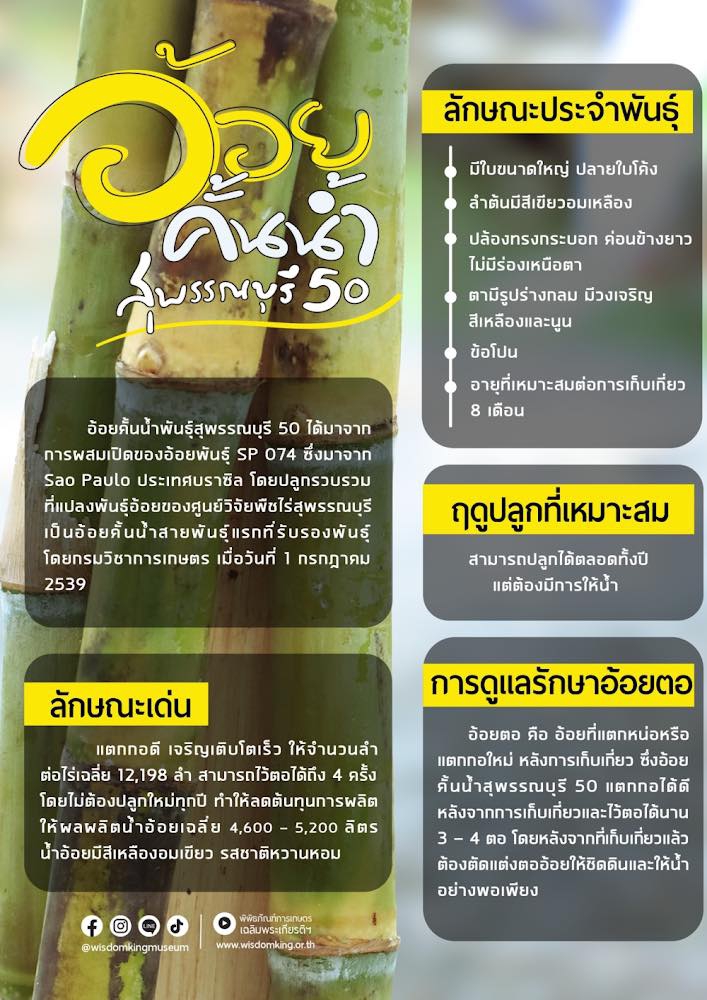 มารู้จักอ้อยคั้นน้ำสุพรรณบุรี50