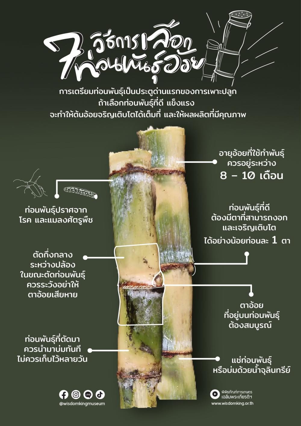 7 วิธีการเลือกท่อนพันธุ์อ้อย