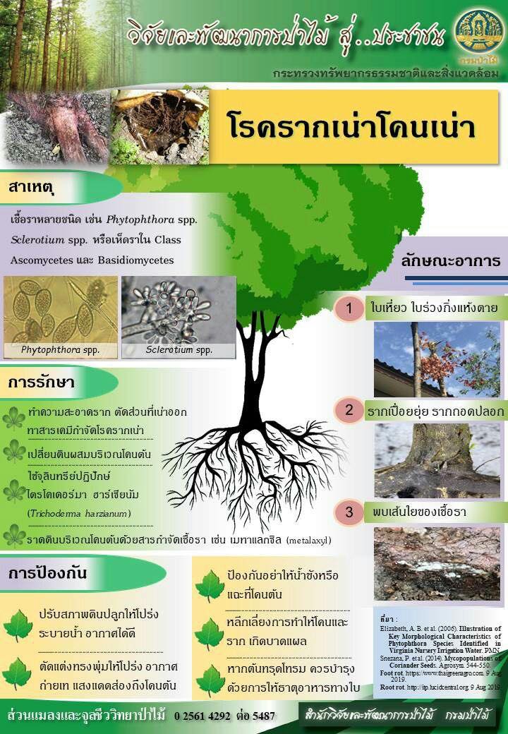 โรครากเน่าโคนเน่า และแนวทางการป้องกัน