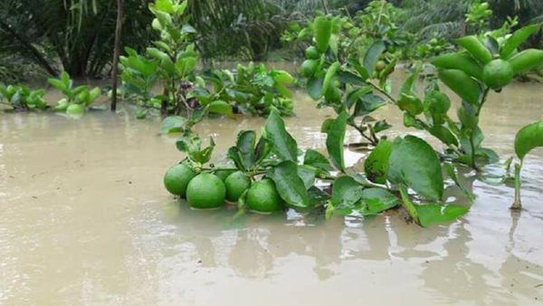 วิธีการฟื้นฟูและสกัดการระบาดโรคและแมลงศัตรูพืชฉุกเฉินในพื้นที่น้ำท่วม