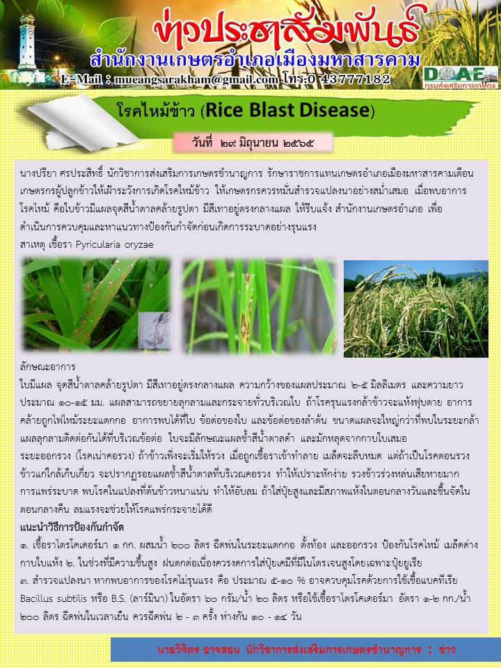 โรคไหม้ข้าว (Rice Blast Disease)