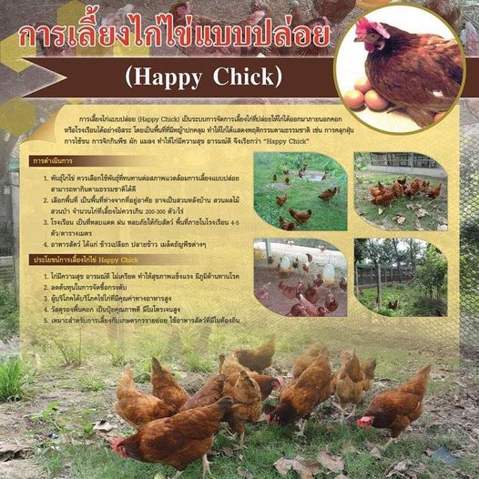 การเลี้ยงไก่แบบปล่อย (Happy Chick)