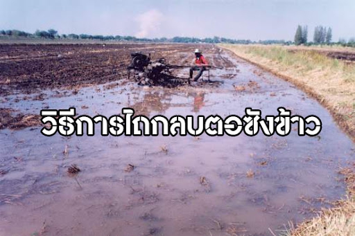 วิธีการไถกลบตอซังข้าว