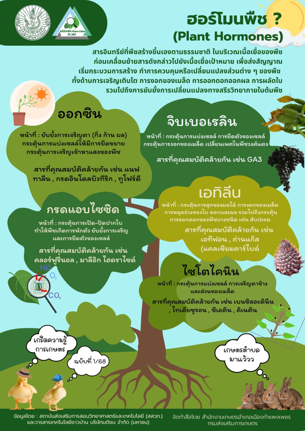 ฮอร์โมนพืช (Plant Hormones)