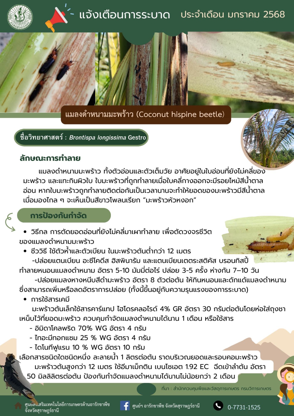 แมลงดำหนามมะพร้าว (Coconut hispine beetle)