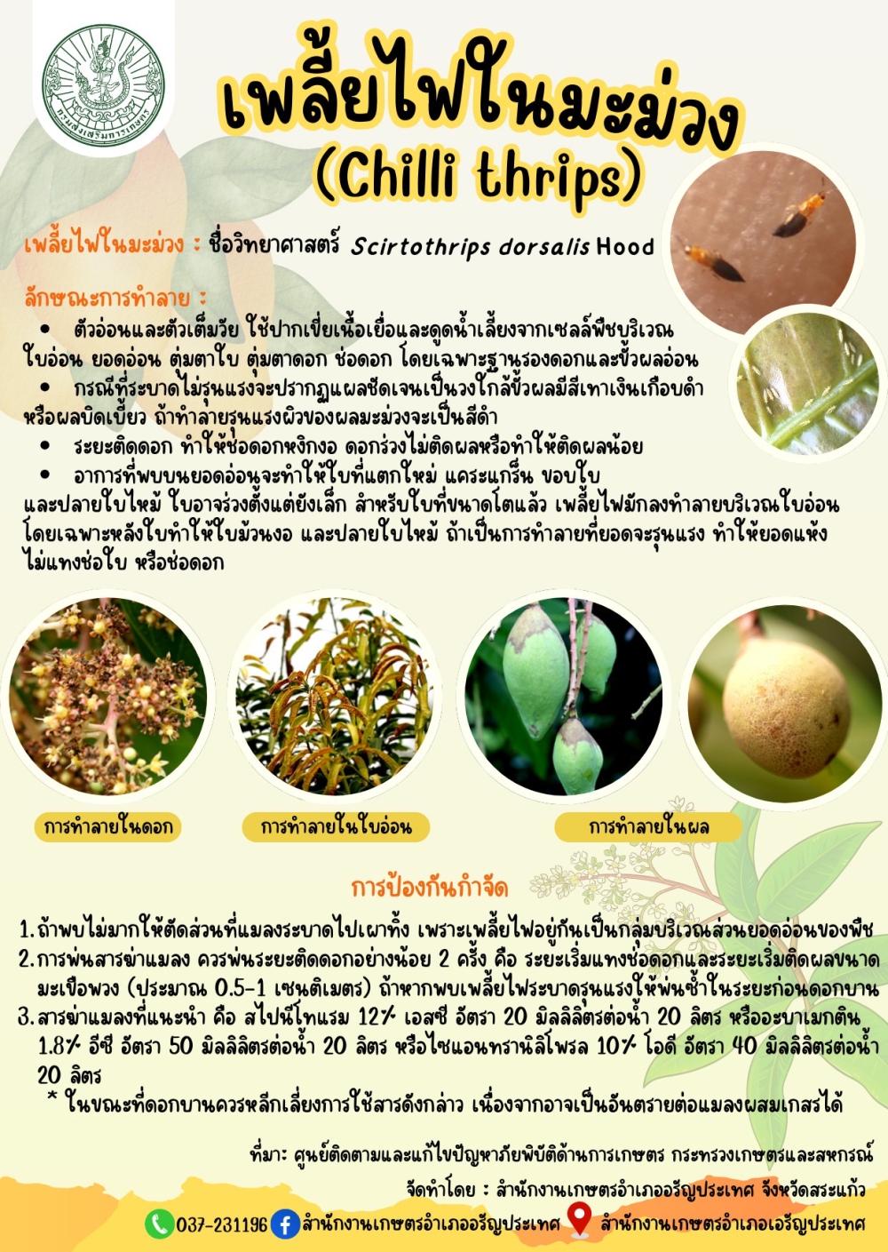 เพลี้ยไฟในมะม่วง (Chilli thrips)
