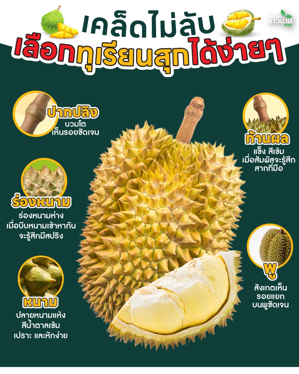 วิธีการเลือกทุเรียนสุก
