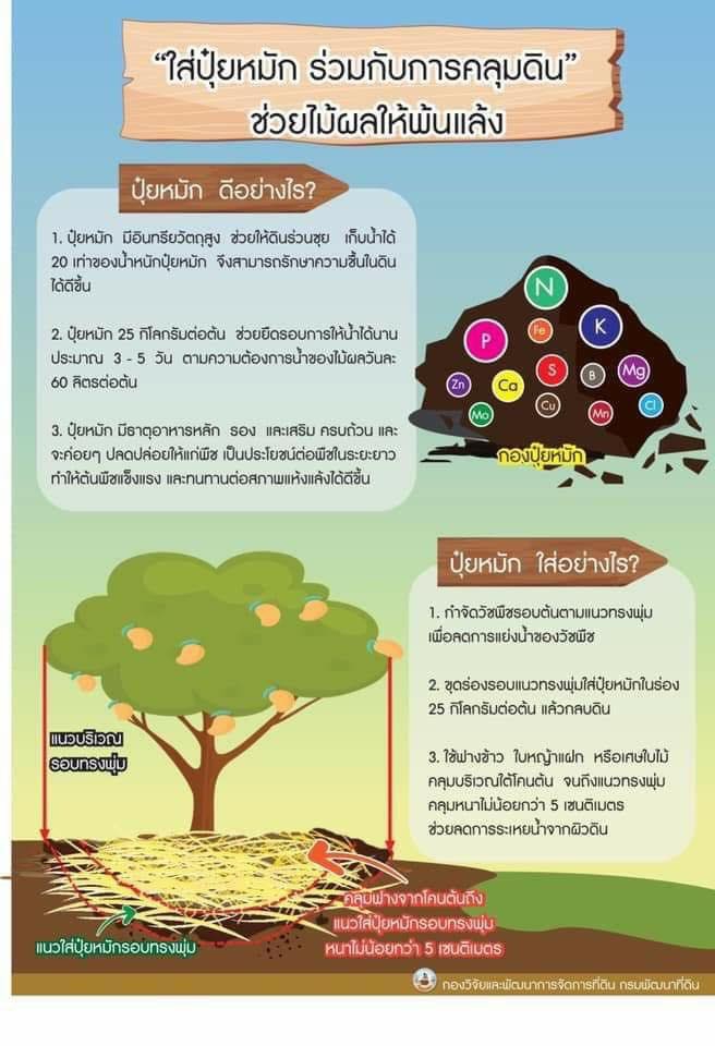 ใส่ปุ๋ยหมัก ร่วมกับการคลุมดิน ช่วยให้ผลไม้พ้นแล้ง