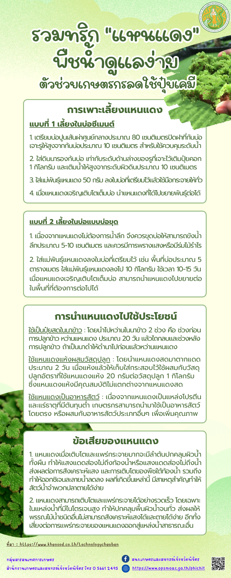 รวมทริก“แหนแดง”พืชน้ำดูแลง่ายตัวช่วยเกษตรกรลดใช้ปุ๋ยเคมี