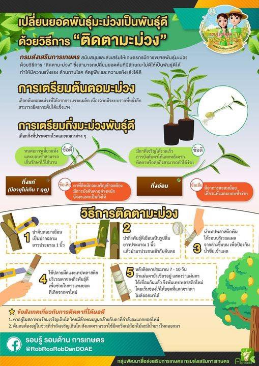 เปลี่ยนยอดพันธุ์มะม่วงเป็นพันธุ์ดี