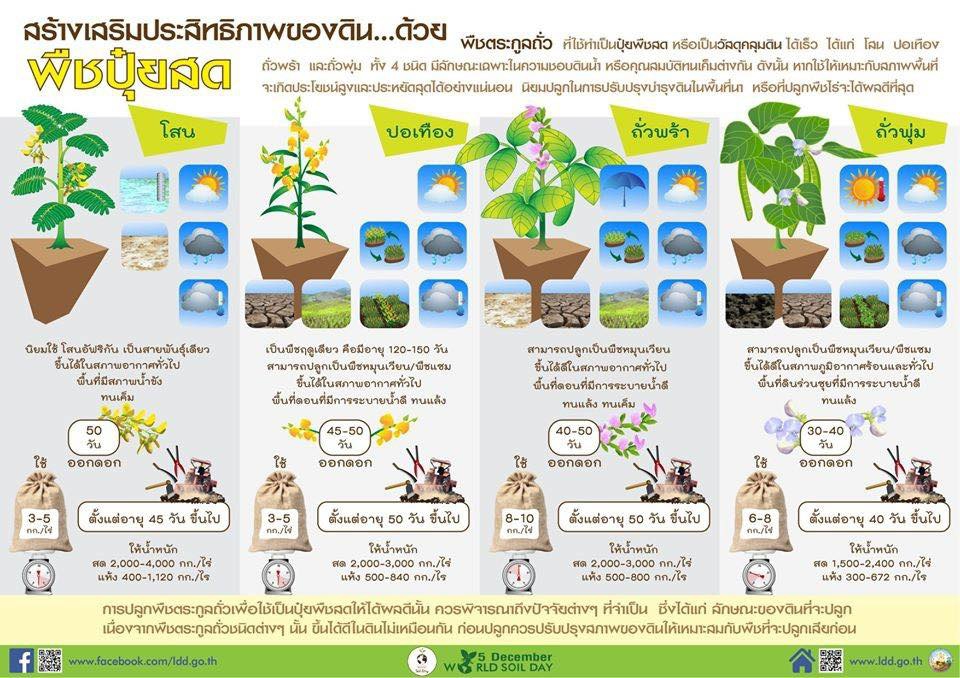 สร้างเสริมประสิทธิภาพของดินด้วย พืชปุ๋ยสด