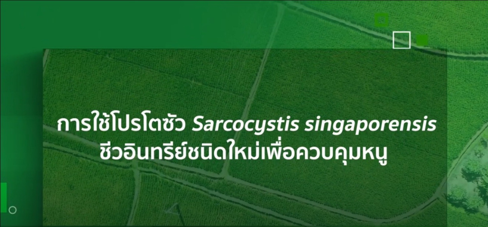 การใช้โปรโตซัวSarcocystissingaporensisชีวินทรีย์ชนิดใหม่เพื่อควบคุมหนูในประเทศไทย