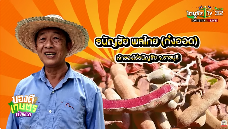 เเปลกจริงมะขามเนื้อเเดงจ.ราชบุรี:ของดีเกษตรบ้านเรา