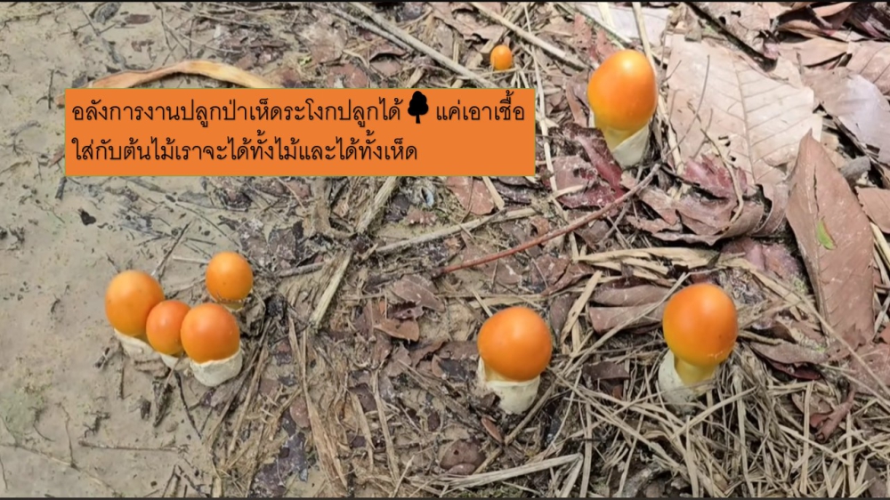 อลังการงานปลูกป่าเห็ดระโงกปลูกได้