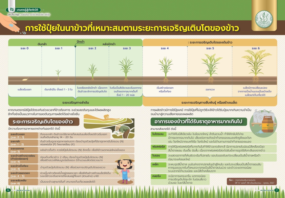 การใช้ปุ๋ยในนาข้าวที่เหมาะสมตามระยะการเจริญเติบโตของข้าว