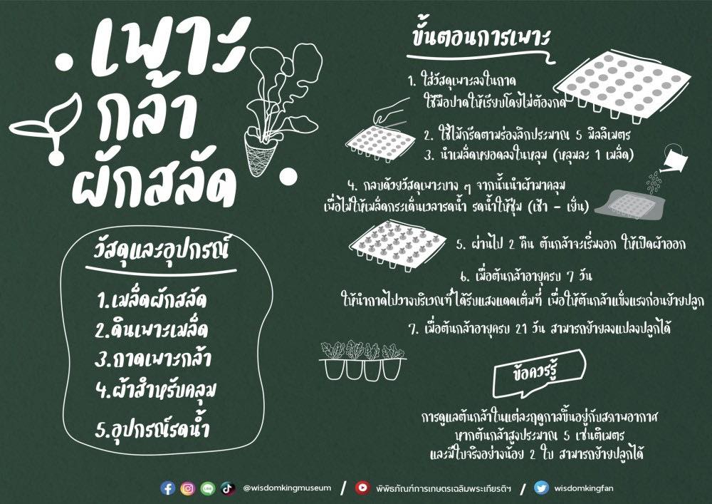 การเพาะกล้าผักสลัด