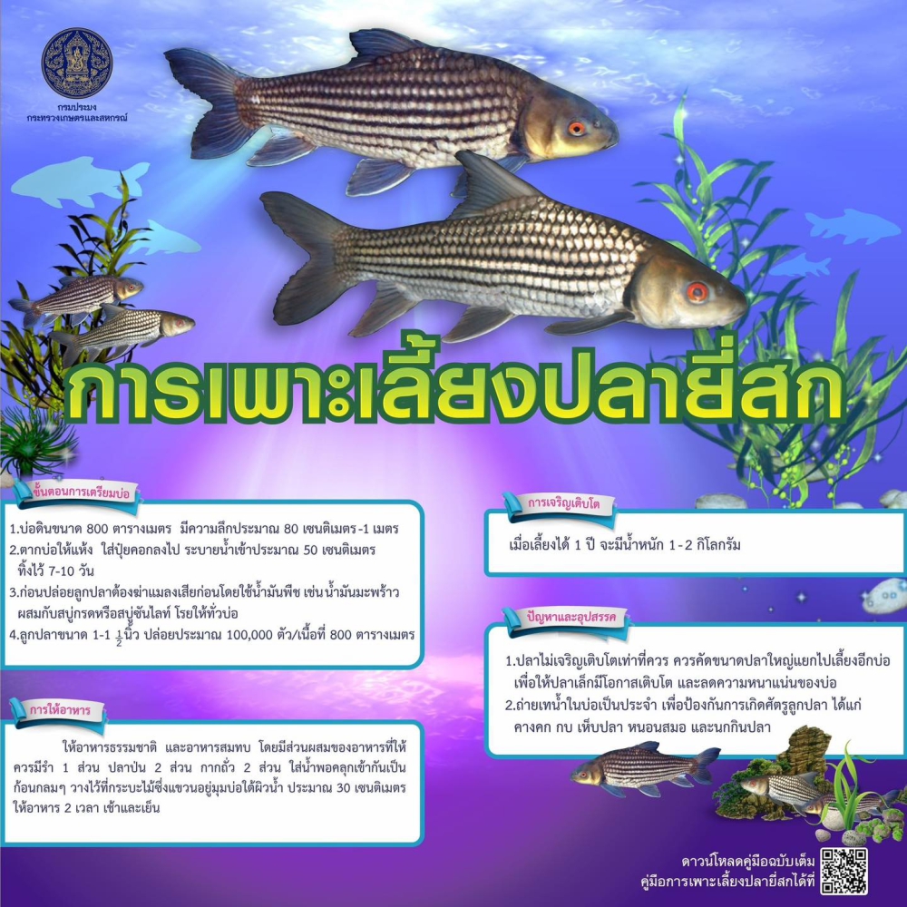 การเพาะเลี้ยงปลายี่สก