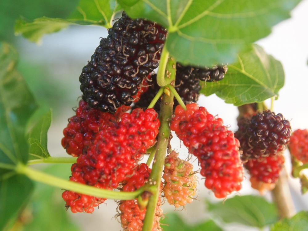 ประโยชน์ของหม่อน (Mulberry)