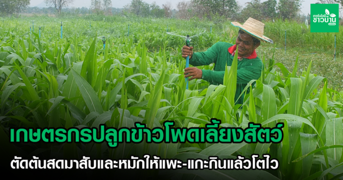 เกษตรกรปลูกข้าวโพดเลี้ยงสัตว์