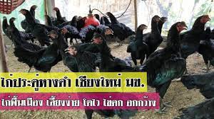 “ไก่ประดู่หางดำเชียงใหม่ สายพันธุ์ไข่ดก”