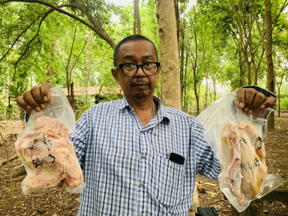 เกษตรกรราชบุรีเลี้ยงไก่ตะนาวศรี