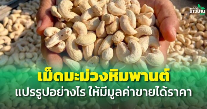 เม็ดมะม่วงหิมพานต์