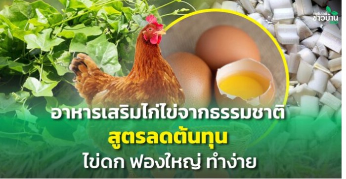อาหารเสริมไก่ไข่จากธรรมชาติ