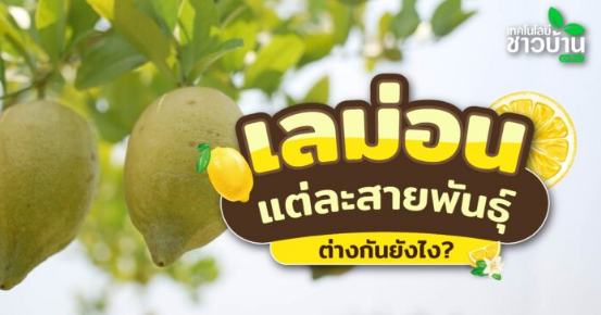 เลม่อนแต่ละสายพันธุ์