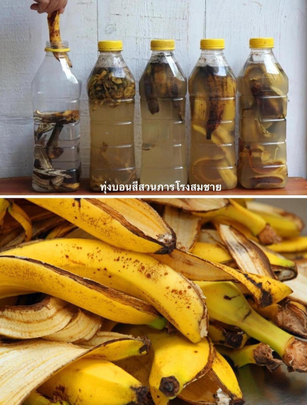 น้ำหมักเปลือกกล้วย ทำง่ายๆ ได้ผลดี ผลดก แข็งแรง