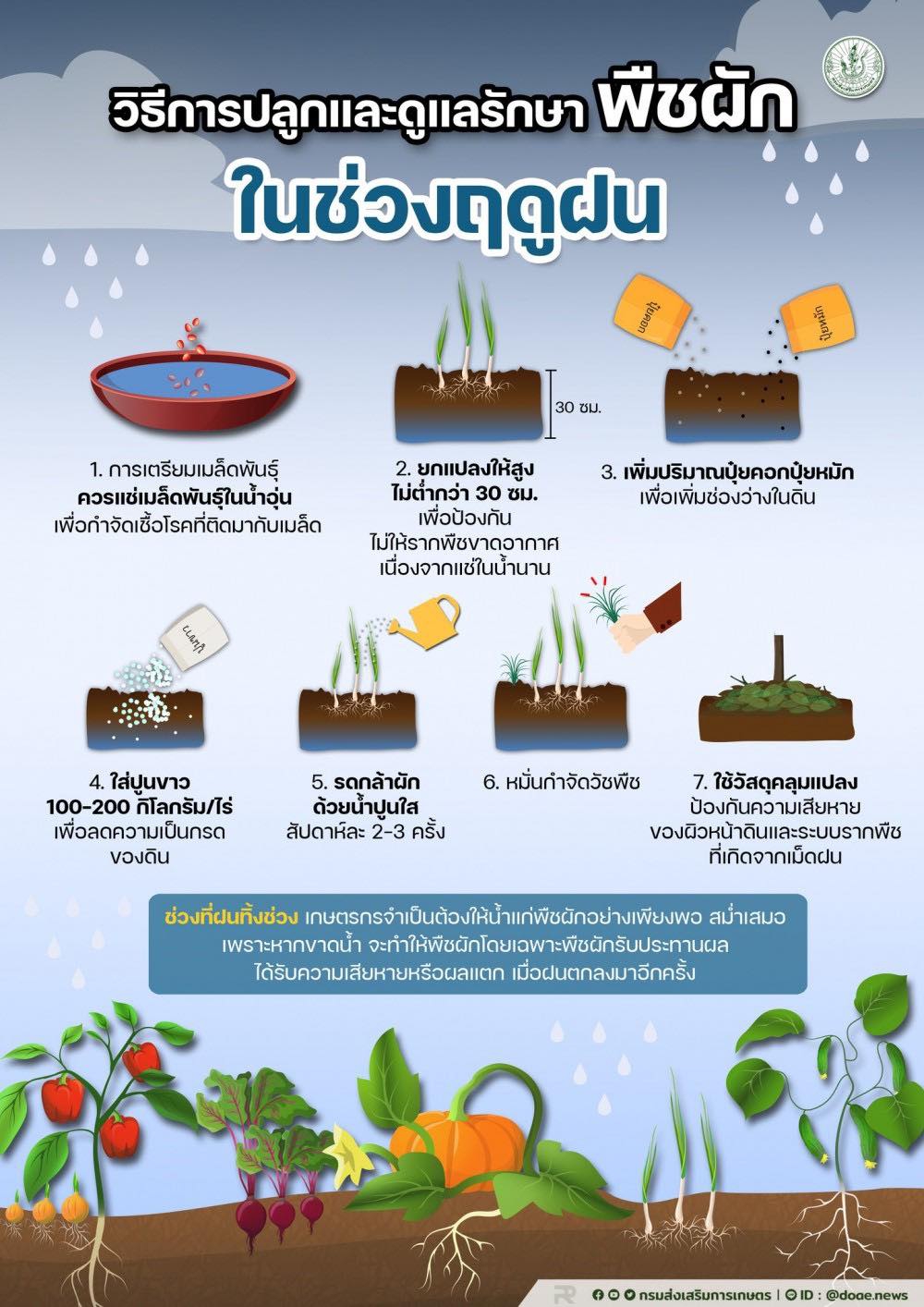 วิธีการปลูกและดูแลรักษา พืชผักในช่วงฤดูฝน