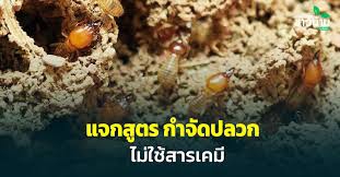 วิธีกำจัดปลวก ด้วยวิธีธรรมชาติ ไม่ใช้สารเคมี