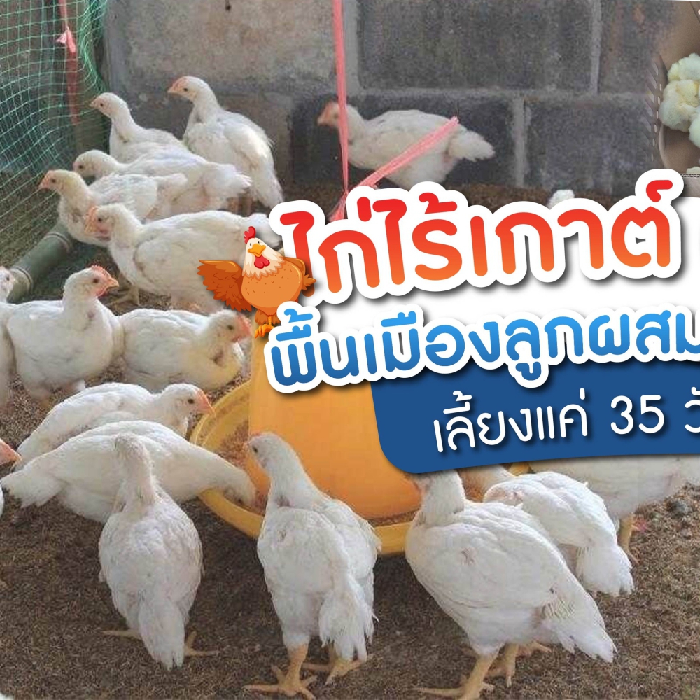 ไก่เคเคยูวัน (KKU 1)