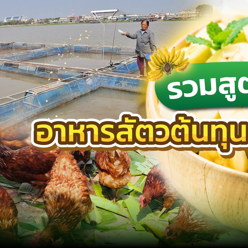 วบรวมสูตรเด็ดอาหารสัตว์ต้นทุนต่ำที่ทำมาจาก