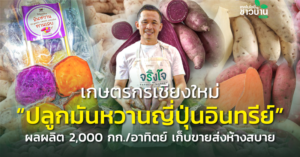 เกษตรกรเชียงใหม่ ปลูกมันหวานญี่ปุ่นอินทรีย์