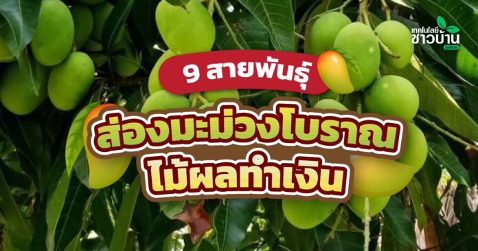 มะม่วงโบราณ 9 สายพันธุ์ ไม้ผลทำเงิน