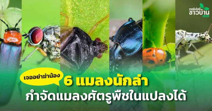 6 แมลงนักล่า ช่วยกำจัดแมลงศัตรูพืชในแปลงได้